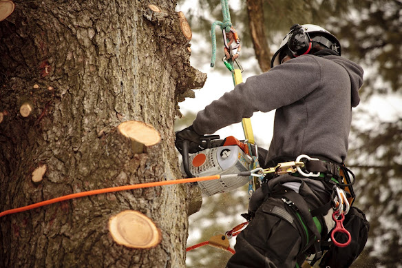 Tree Cutting Services