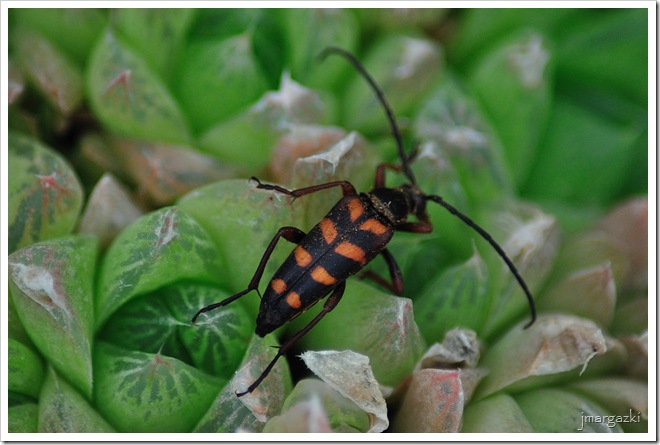 Leptura aurulenta Fabricius, 1792