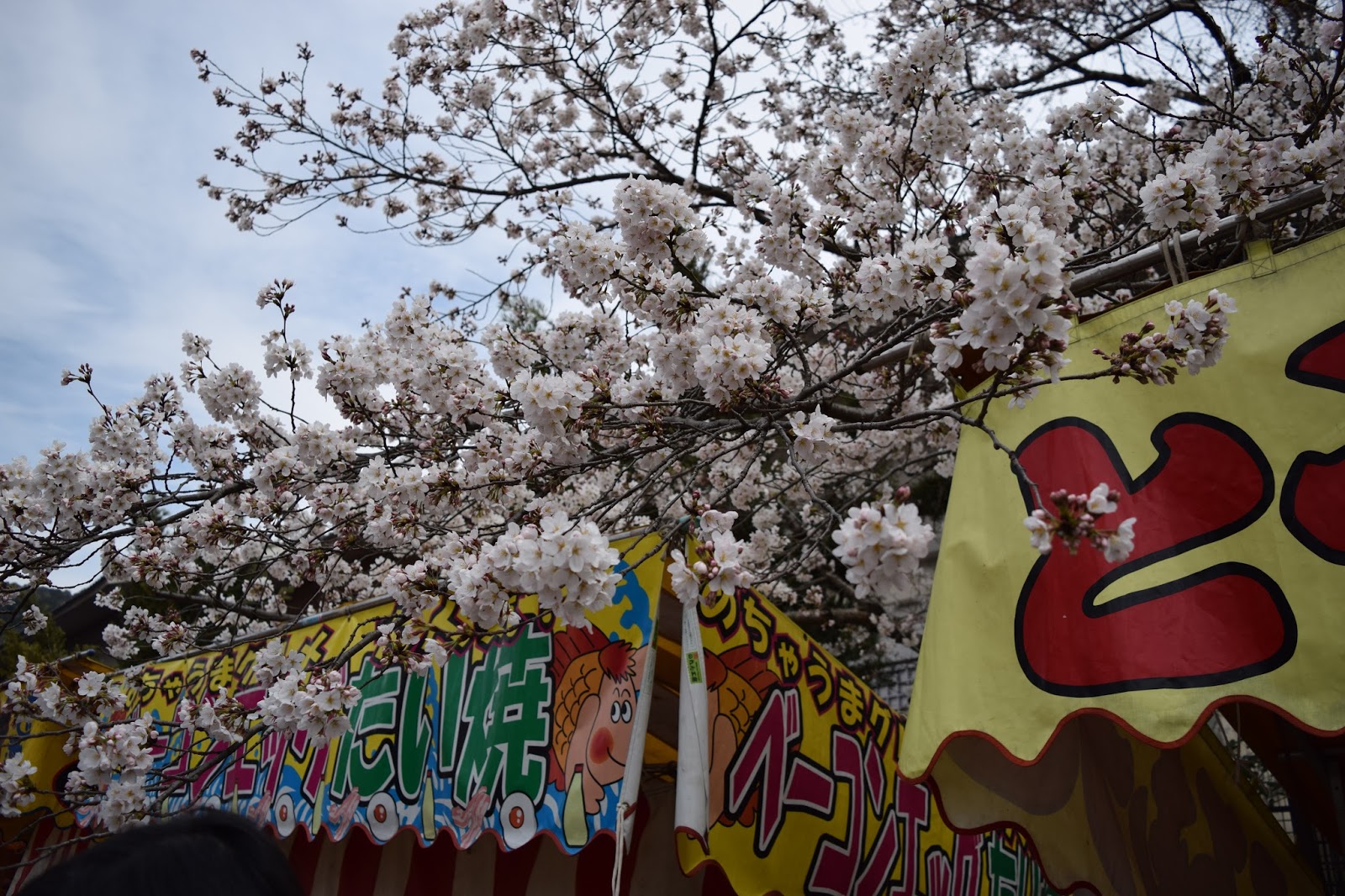 Maruyama Koen Sakura 