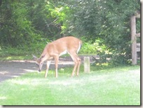 deer_1