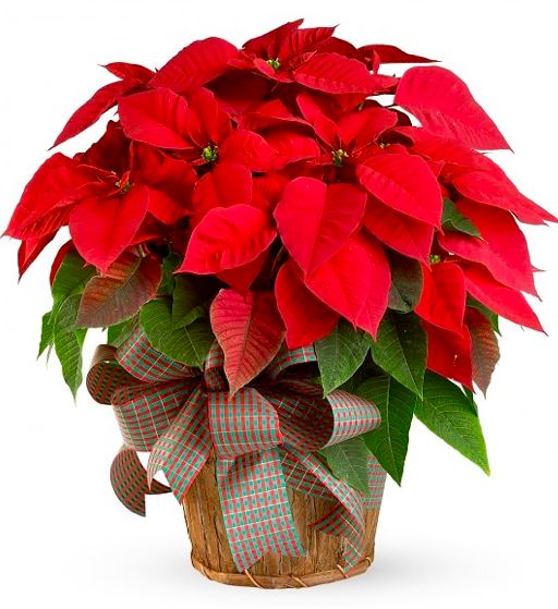 The Farmer Fred® Rant: Poinsettia Pointers