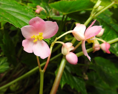 水鴨腳的雌花