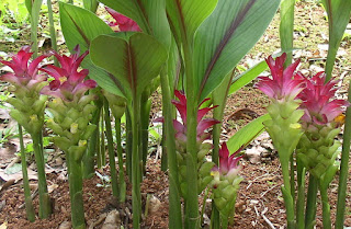 Curcuma Zedoaria Temu Putih