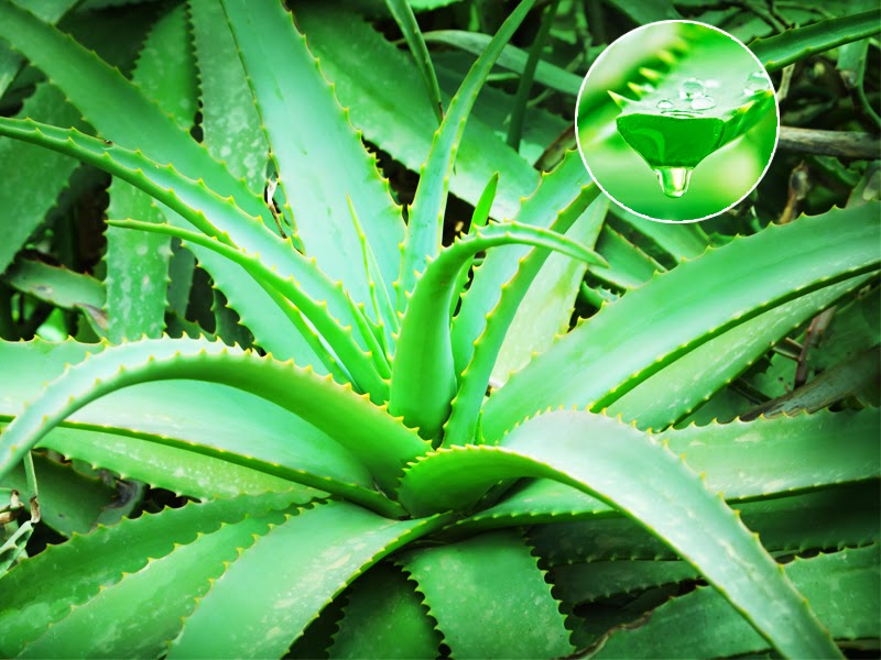 Aloe vera - Aloe vera, A. barbadensis (Liliaceae)