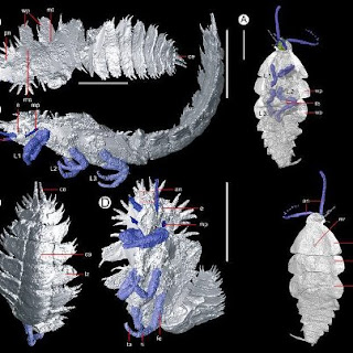 3D-Image-of-300-Million-Years-Old-Insect_3