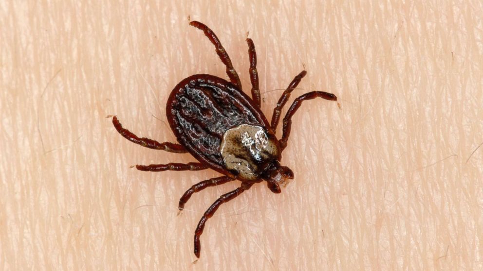 Ticks and Flees