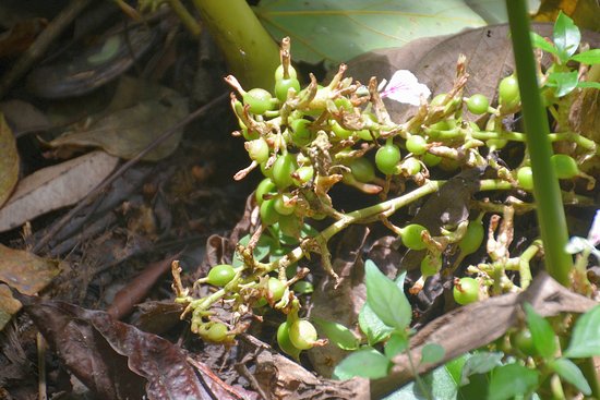 health benefits cardamom