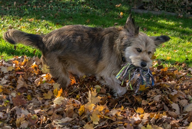 NOVEMBER 2015 (47 of 63)