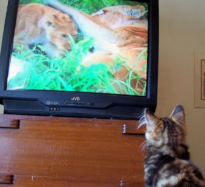 Cat Watching Cat On TV Seen On www.coolpicturegallery.us