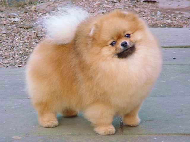 small dog breeds that don. Dog-Breed-Pictures