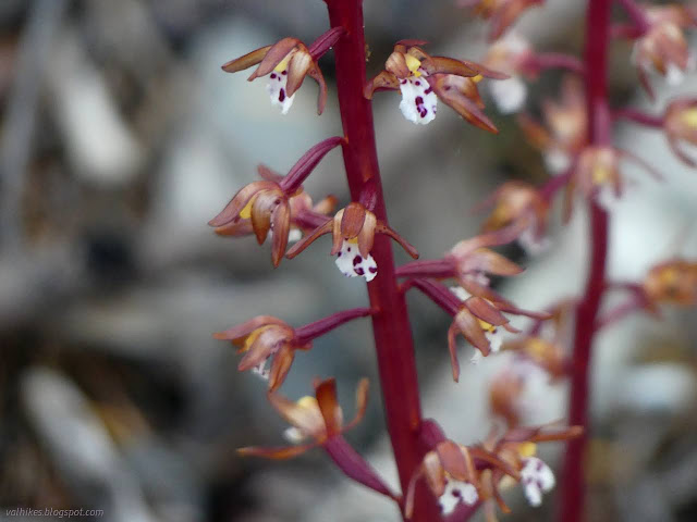 205: tiny spotted orchids