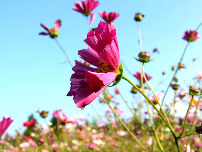 398 #コスモス #風景 #秋 #花 #秋桜