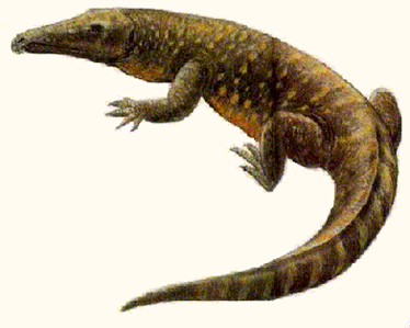 Chasmatosaurus. Chasmatosaurus era un animal parecido a un cocodrilo que se estimaba en unos 3 a 4 metros de largo, y pudo haber sido un antepasado de ese grupo. Probablemente; cazado de manera similar a los cocodrilos modernos, atacando presas en la orilla del agua. Su mandíbula superior se arqueaba hacia abajo en la parte delantera y tenía dientes muy adecuados para atrapar peces. También tenía dientes en el paladar; una característica primitiva perdida en arcosaurios posteriores.