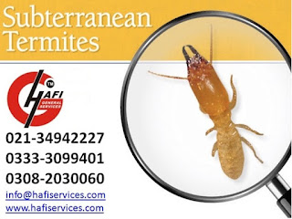 Services-Karachi for Subterranean Termite Treatment