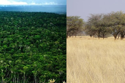 De Verde oscuro a Cafe opaco, el cambio en la Amazonia