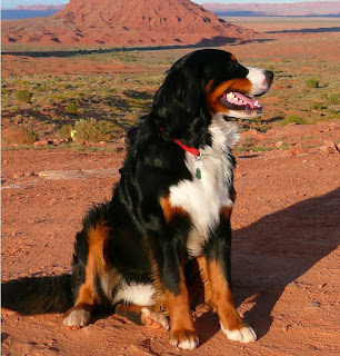 bernese mountain dogs pictures