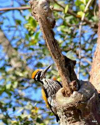 "White-naped "Woodpecker Chrysocolaptes, snapped Tiger Path Mt ABu."