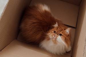Kenapa Kucing Suka Tempat Sempit