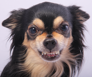 Black and tan long haired Chihuahua dog growling and showing teeth