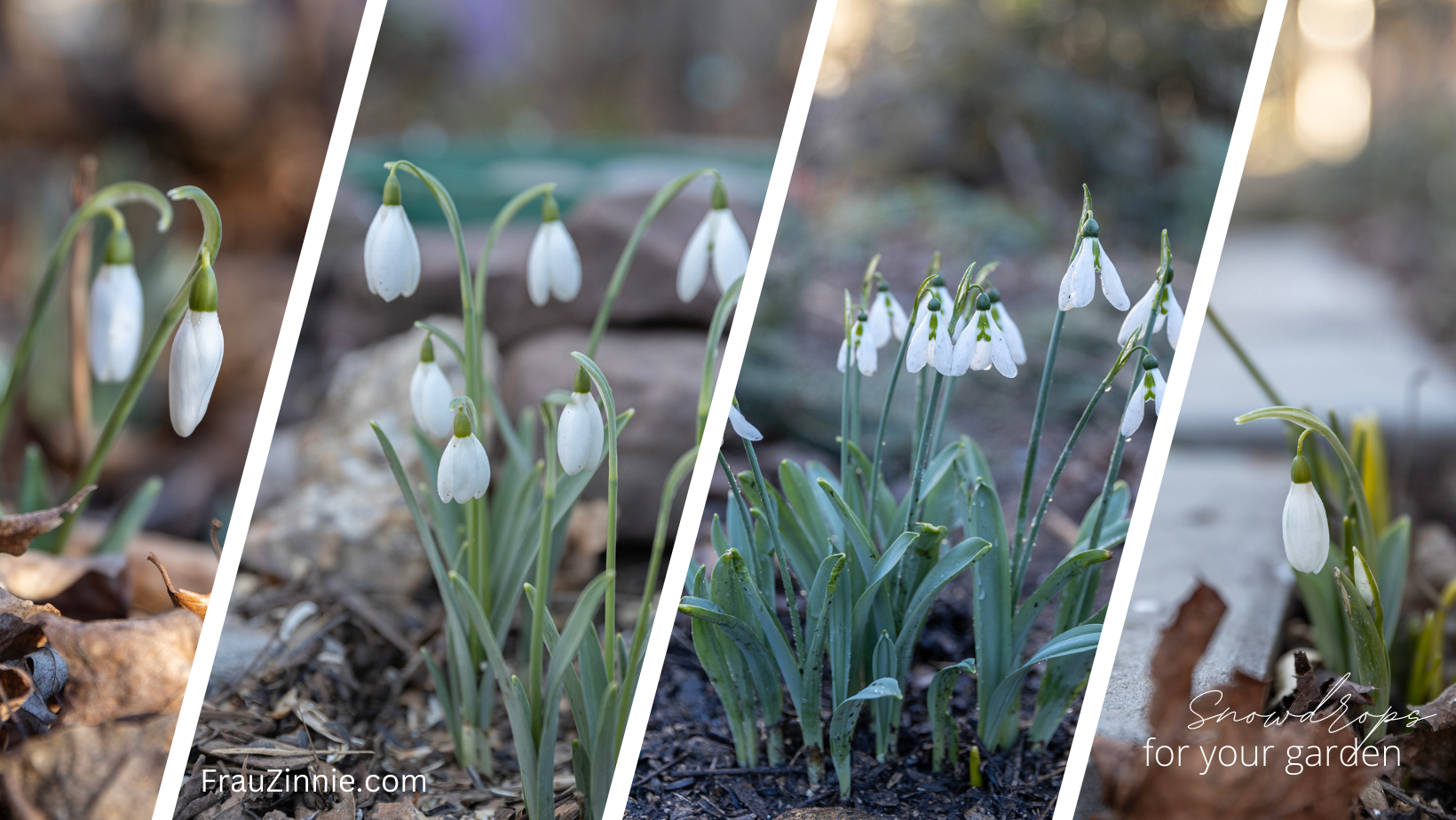 8 great snowdrop facts