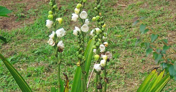 Amazing Botanical World: THE DOVE ORCHID OR THE FLOWER OF HOLY SPIRIT