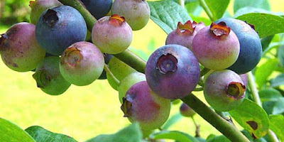 Anti-Aging Foods Blue Berry