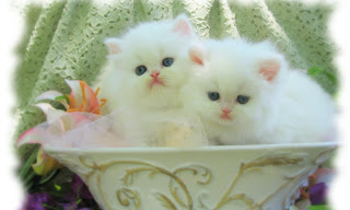 Kittens Wallpapers