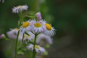 commercial ektar little flowers