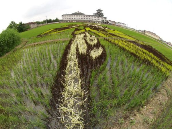 Japanese Rice Field Creative Art Work - AmAzing Photos Seen On lolpicturegallery.blogspot.com