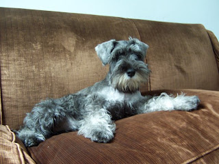 miniature schnauzer dog hound canine pooch canis bow-wow despicable fellow qen txakurra gos pas hond koer aso koira kutya hundur madra pets huisdieren animaux de compagnie Haustiere de companie husdjur Evcil Hayvan anifeiliaid anwes domace zvali augintiniai alagang hayop domaci zvirata kucni ljubimci animals domestics maskotak