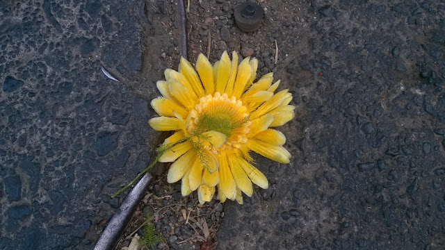 Pune, street party, flower, gerbera