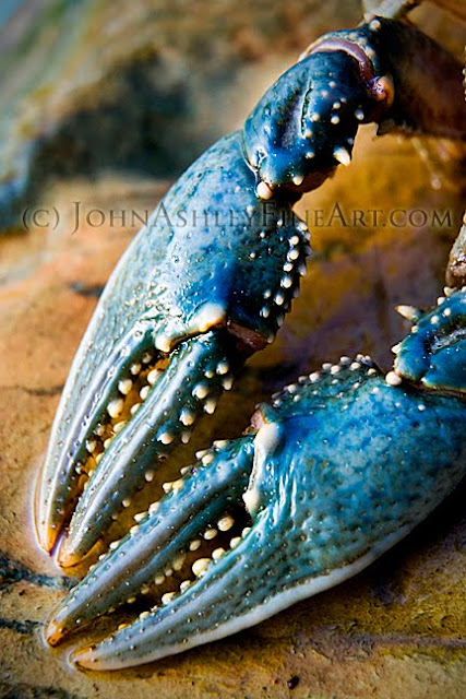 Crayfish claws (c) John Ashley