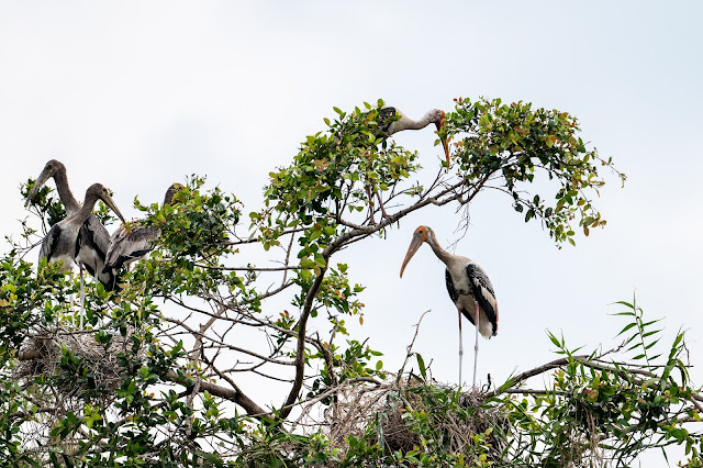 Painted Stork (Cò lạo Ấn Độ, Giang sen)