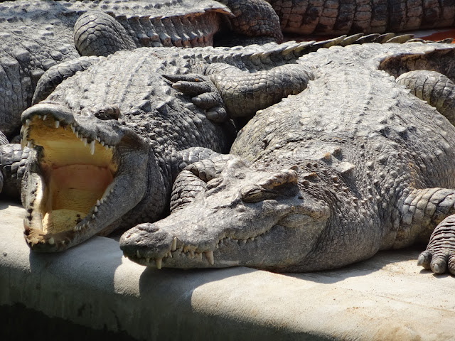 crocodile farm battambang cambodia