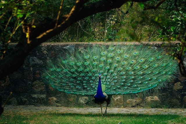 Beautiful Peacock Photos