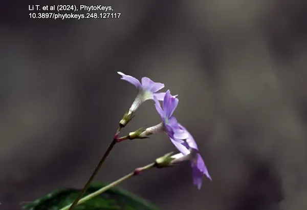 Meishan City primrose (Primula meishanensis) from Sichuan similar to Primula dejuniana in sect. Petiolares