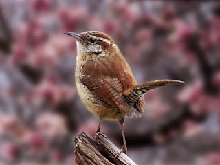 Carolina Wren Bird Background