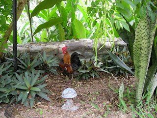 bantam rooster, La Ceiba, Honduras