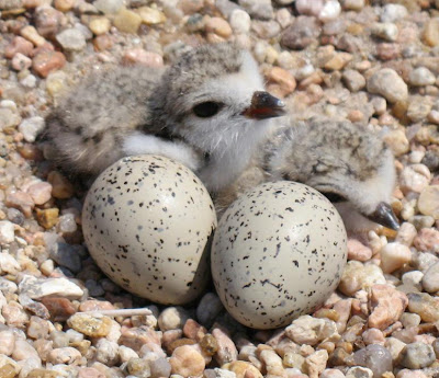 [Plover nest with eggs and chicks]