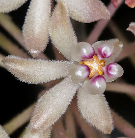 A single Hoya curtisii flower.   Hayes, 8 November 2014.