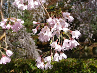 淡紅白色の花を咲かせ枝先が垂れ下がるのが特徴