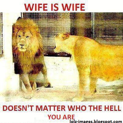 Lion Funny Image