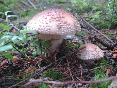 grzyby, grzybobranie, jadalne muchomory, rozpoznawanie jadalnych muchomorów, muchomor czerwieniejący Amanita rubescens 