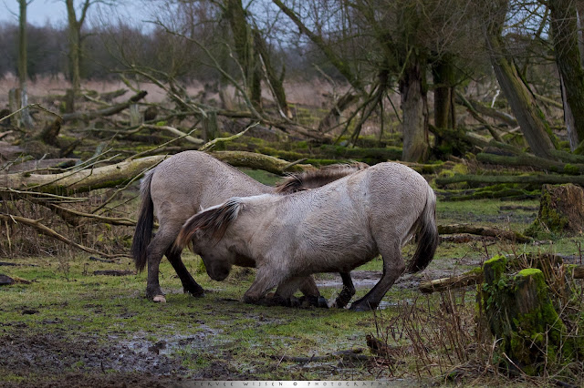 Vechtende Koniks - fighting Konik - Equus caballus caballus