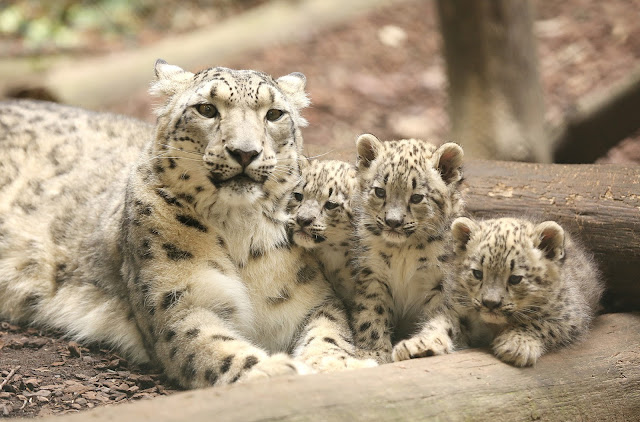 El 23 de octubre es el Día internacional del leopardo de las nieves.