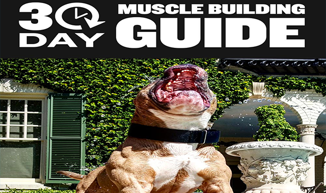 The 30 Day Guide: Dog Muscle Building Workouts 