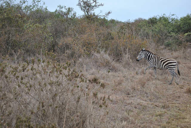 Baby Zebra in Nairobi National Park 