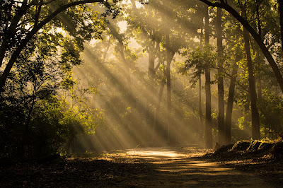 Flora in Corbett