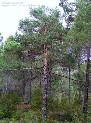 http://www.biodiversidadvirtual.org/herbarium/Pinus-sylvestris-L.-img196291.html