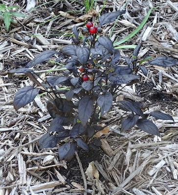 plant in the nightshade family, Solanaceae